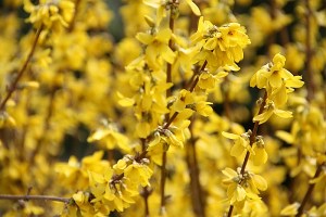 Photo by Maureen McHugh-Castro